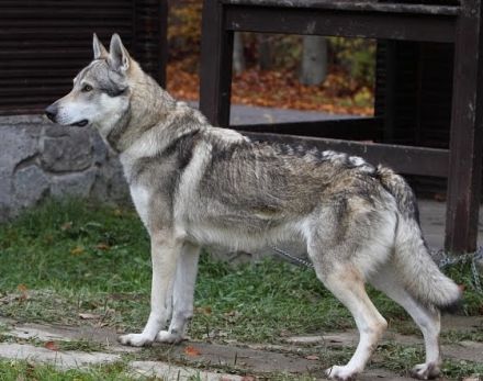 Tschechoslowakischer Wolfshund *Wolfhund*