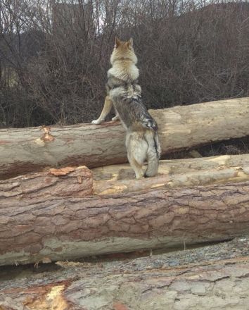 Tschechoslowakischer Wolfshund *Wolfhund*