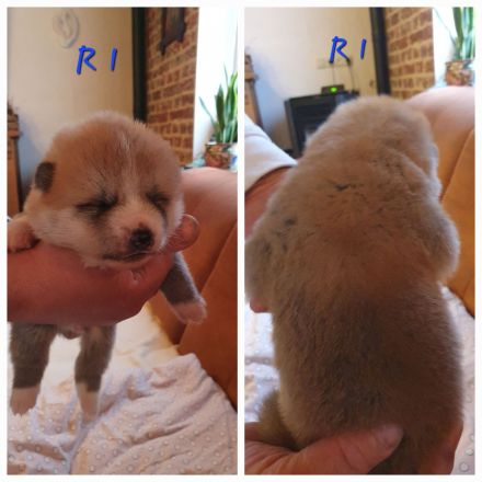 Wunderschöne Akita Welpen mit Stammbaum