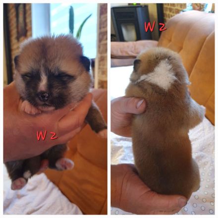 Wunderschöne Akita Welpen mit Stammbaum