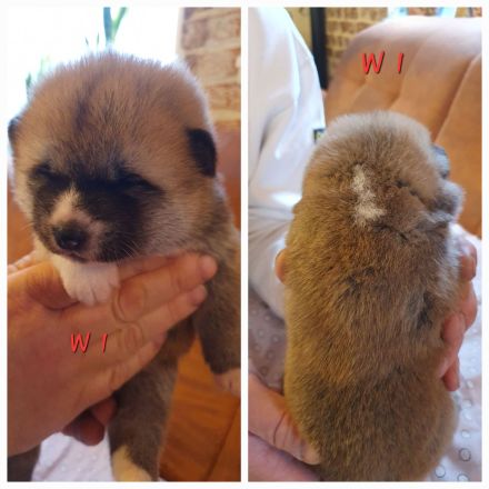 Wunderschöne Akita Welpen mit Stammbaum