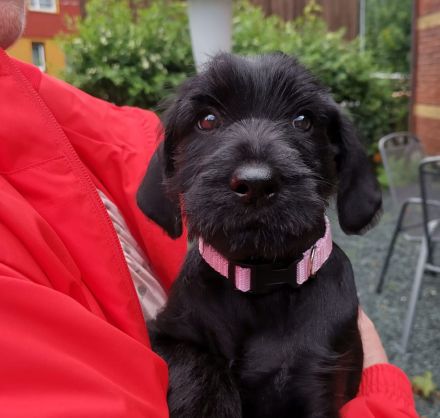 Mittelschnauzer