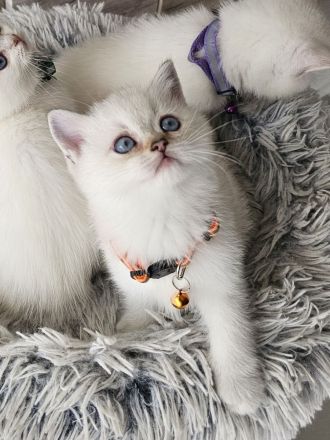 Bkh kitten Kätzchen Britisch Kurzhaar Katzenbaby
