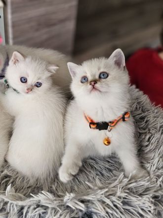 Bkh kitten Kätzchen Britisch Kurzhaar Katzenbaby