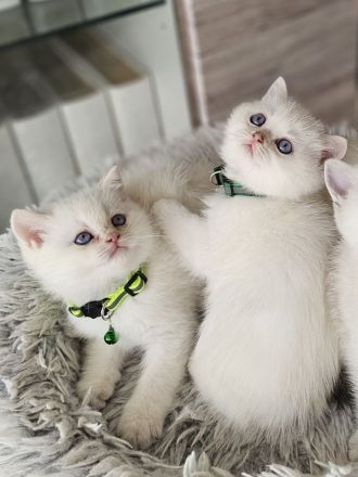 Bkh kitten Kätzchen Britisch Kurzhaar Katzenbaby