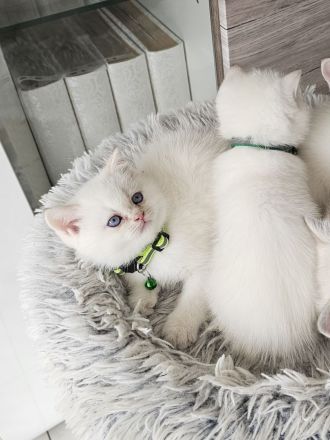 Bkh kitten Kätzchen Britisch Kurzhaar Katzenbaby