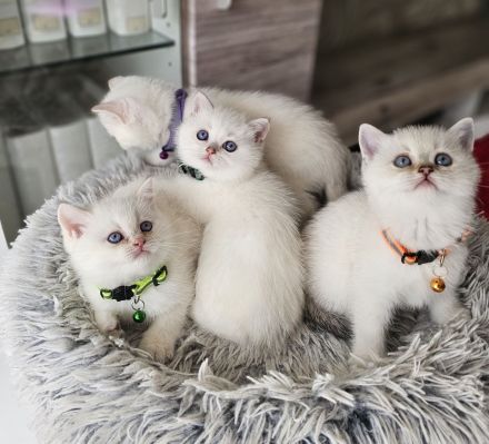 Bkh kitten Kätzchen Britisch Kurzhaar Katzenbaby