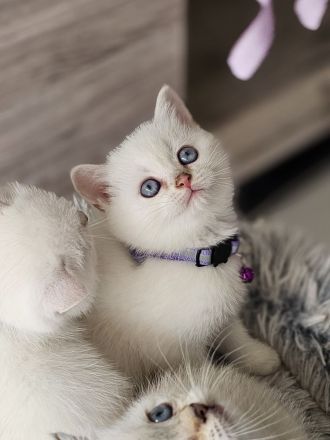 Bkh kitten Kätzchen Britisch Kurzhaar Katzenbaby