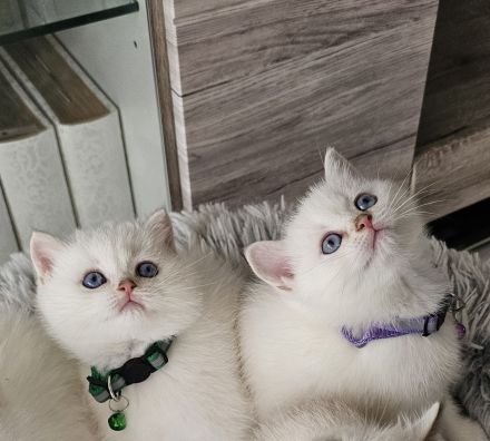 Bkh kitten Kätzchen Britisch Kurzhaar Katzenbaby