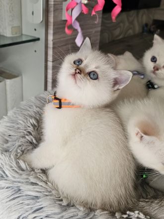 Bkh kitten Kätzchen Britisch Kurzhaar Katzenbaby