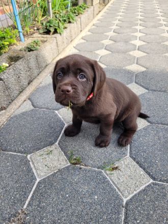 Labrador Welpen
