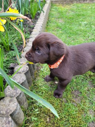 Labrador Welpen