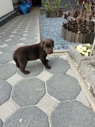 Labrador Welpen
