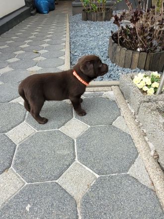 Labrador Welpen