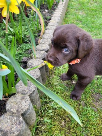 Labrador Welpen
