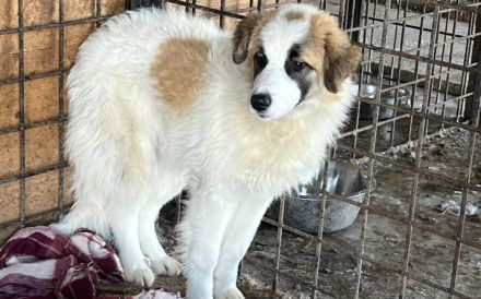 Arvo - Großes Herz sucht weites Land!