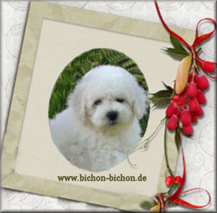 Bichon Frise Welpen - kleine Herzensbrecher auf vier Pfoten!