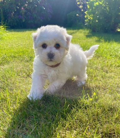 Bichon Frise Welpen - kleine Herzensbrecher auf vier Pfoten!