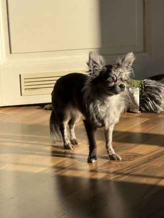 Deckrüde Chihuahua langhaar, Blue Merle, blaue Augen
