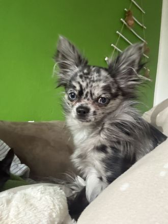 Deckrüde Chihuahua langhaar, Blue Merle, blaue Augen