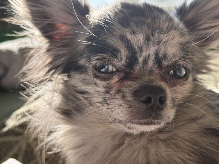 Deckrüde Chihuahua langhaar, Blue Merle, blaue Augen