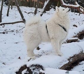 Über Ivy – ein Bilderbuch Samojede