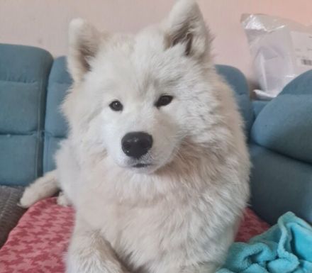 Über Ivy – ein Bilderbuch Samojede