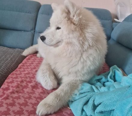 Über Ivy – ein Bilderbuch Samojede