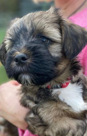 Tibet Terrier aus VDH Zucht