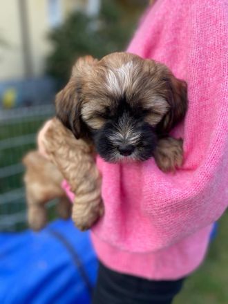 Tibet Terrier aus VDH Zucht
