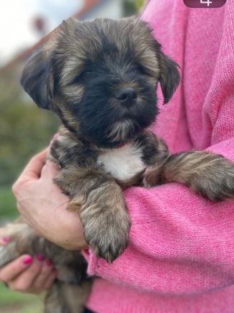 Tibet Terrier aus VDH Zucht
