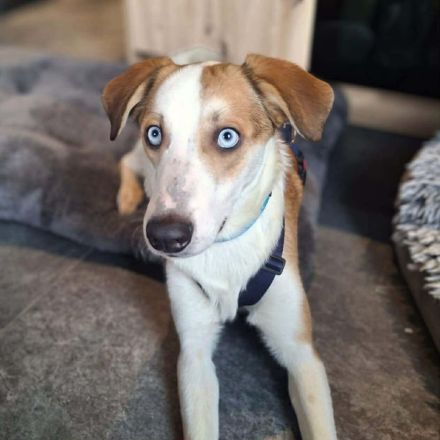 Khany in 86911 Diessen sucht sein Für-immer-Zuhause