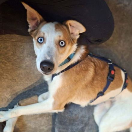 Khany in 86911 Diessen sucht sein Für-immer-Zuhause