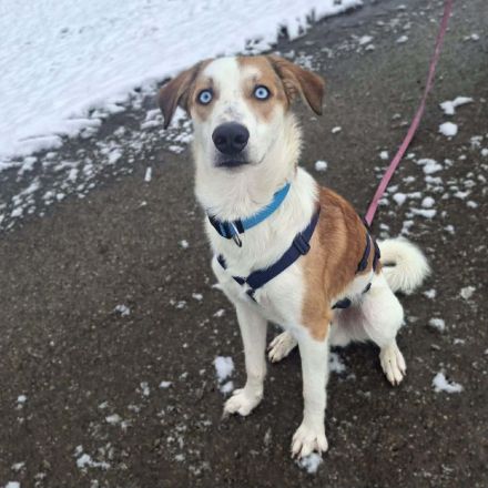 Khany in 86911 Diessen sucht sein Für-immer-Zuhause