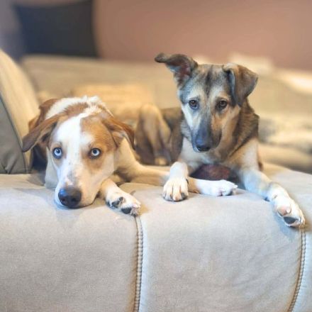 Khany in 86911 Diessen sucht sein Für-immer-Zuhause