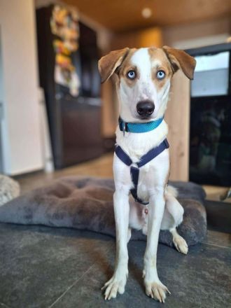 Khany in 86911 Diessen sucht sein Für-immer-Zuhause