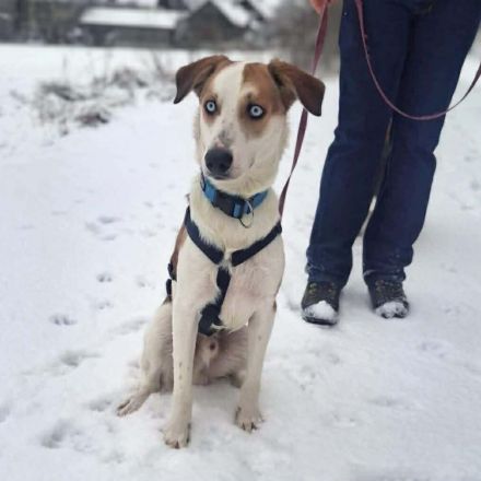 Khany in 86911 Diessen sucht sein Für-immer-Zuhause