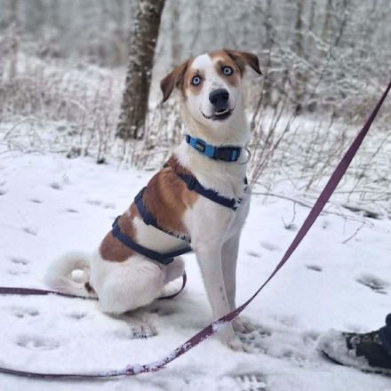 Khany in 86911 Diessen sucht sein Für-immer-Zuhause