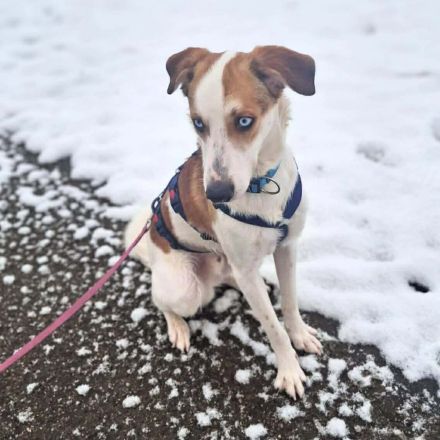 Khany in 86911 Diessen sucht sein Für-immer-Zuhause