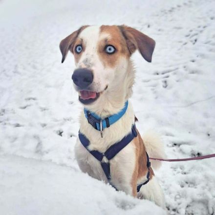 Khany in 86911 Diessen sucht sein Für-immer-Zuhause