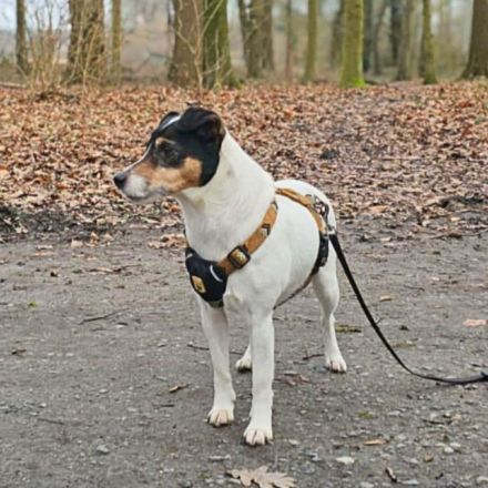 Lumi in 48612 Horstmar sucht ihr Für-immer-Zuhause