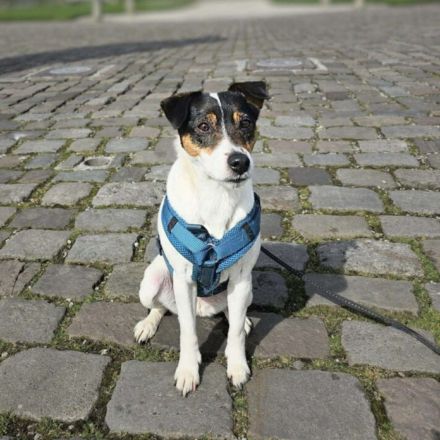 Lumi in 48612 Horstmar sucht ihr Für-immer-Zuhause