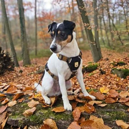 Lumi in 48612 Horstmar sucht ihr Für-immer-Zuhause