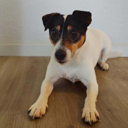 Lumi in 48612 Horstmar sucht ihr Für-immer-Zuhause