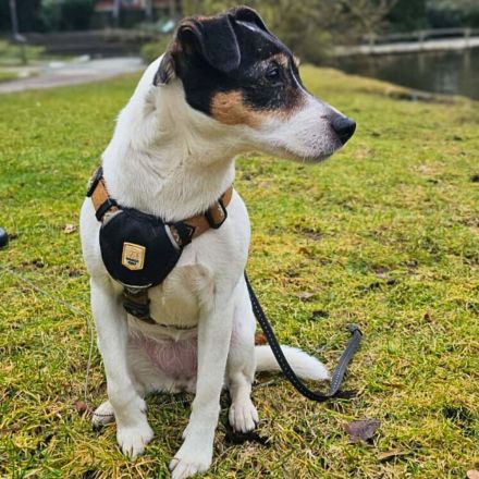 Lumi in 48612 Horstmar sucht ihr Für-immer-Zuhause