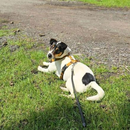 Lumi in 48612 Horstmar sucht ihr Für-immer-Zuhause