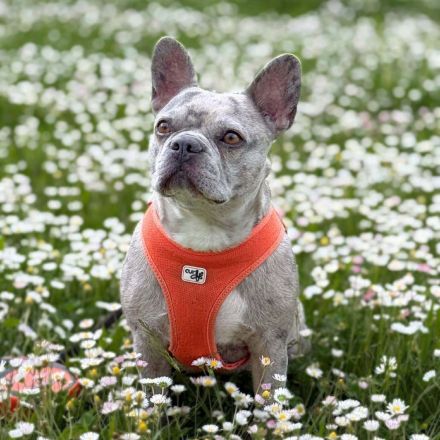 Kono in 71287 Weissach Flacht sucht ihr Für-immer-Zuhause