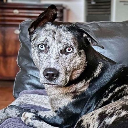 Maus in 25462 Rellingen sucht ihr Für-immer-Zuhause