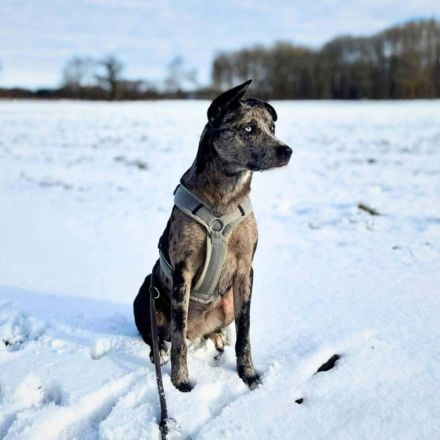 Maus in 25462 Rellingen sucht ihr Für-immer-Zuhause