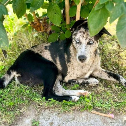 Maus in 25462 Rellingen sucht ihr Für-immer-Zuhause